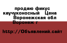 продаю фикус каучуконосный › Цена ­ 350 - Воронежская обл., Воронеж г.  »    